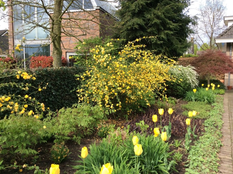 Форзиция Беатрикс Фарранд