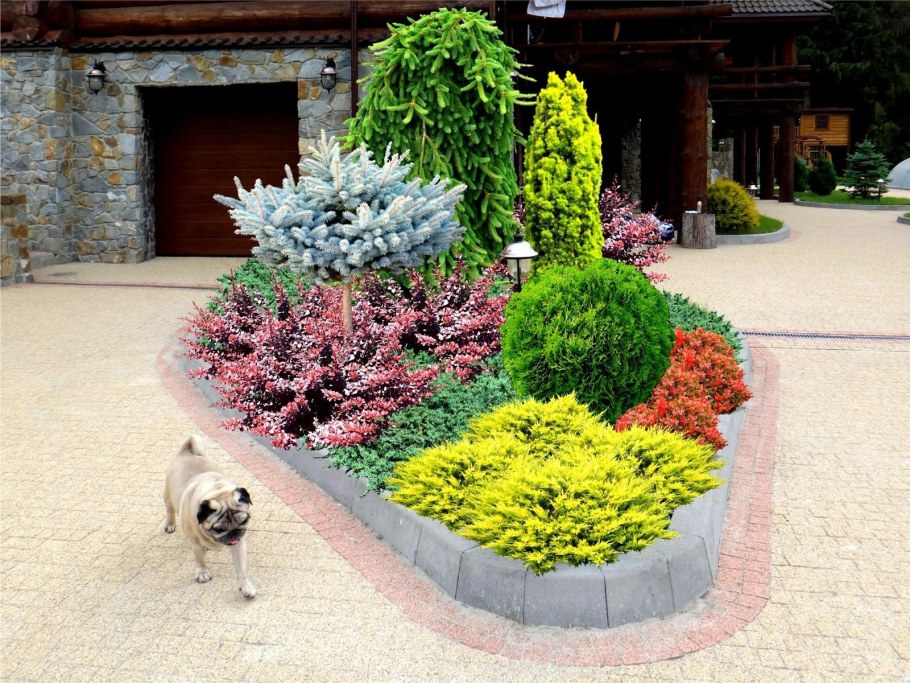 Барбарис Тунберга Aurea