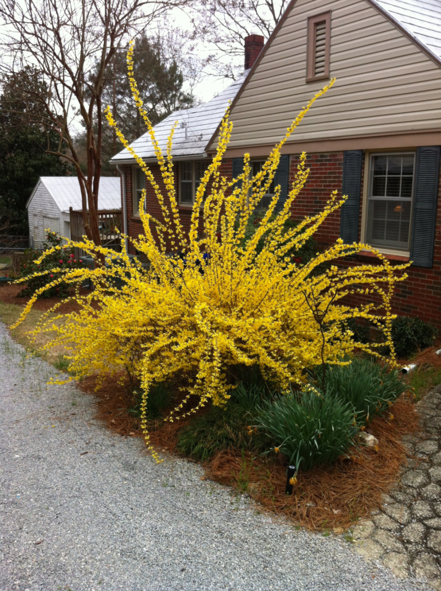 Барбарис Тунберга в ландшафте