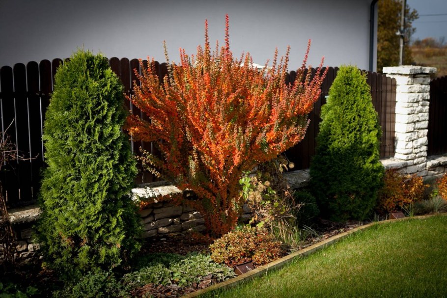 Миксбордер с барбарисом