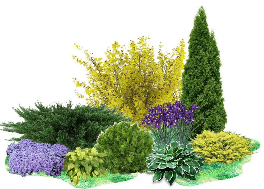 Миксбордер Гертруды Джекилл