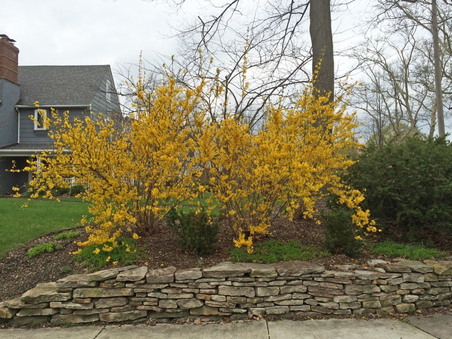 Форзиция пониклая