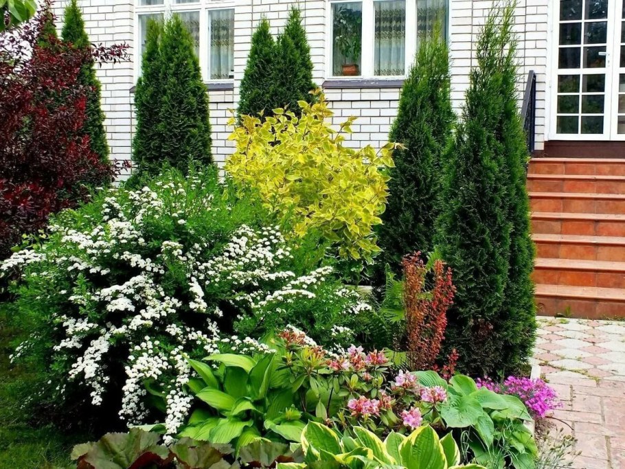 Миксбордер форзиция спирея Барбарис