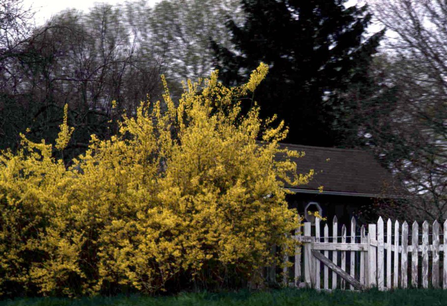 Форзиция на дачном участке