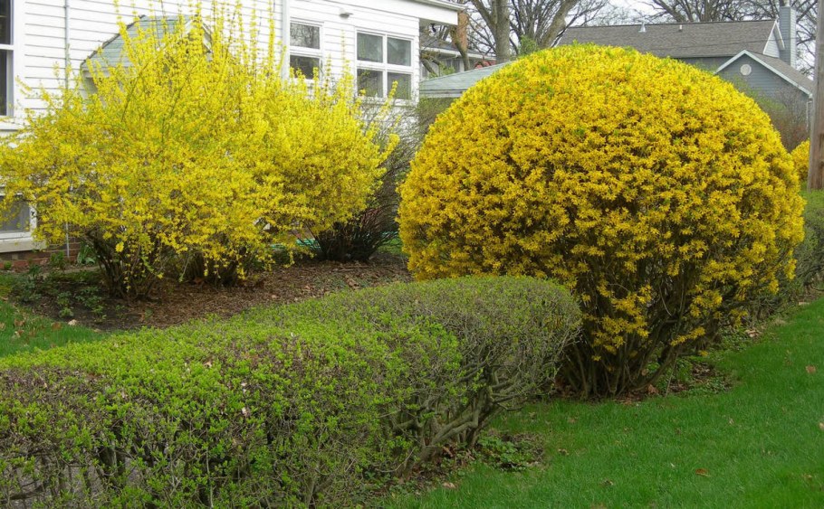 Туя Барбарис спирея