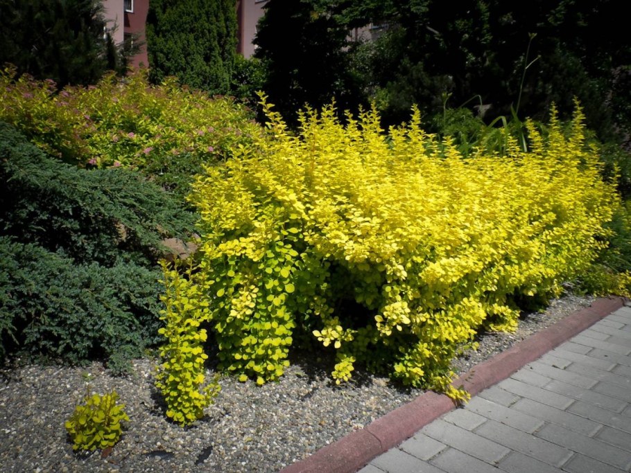 Форзиция Голдрауш