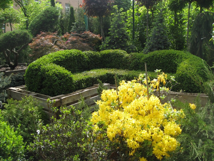 Форзиция Живая изгородь