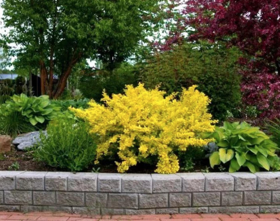 Барбарис Ауреа