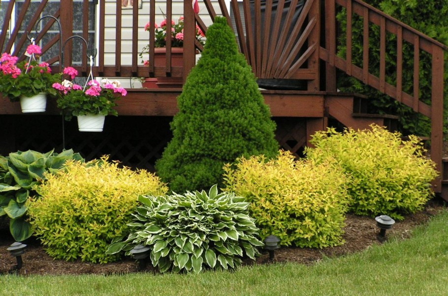 Клумба дерен Барбарис спирея