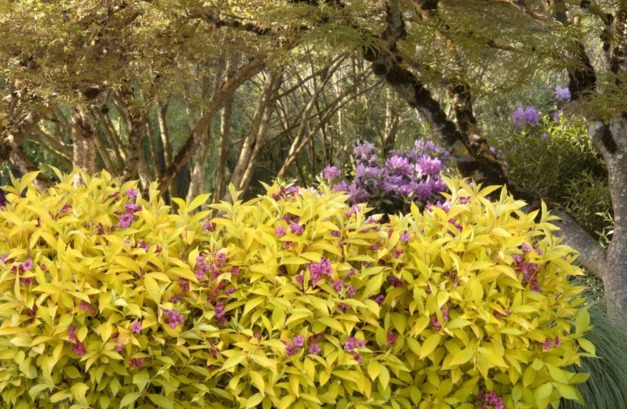 Пузыреплодник Барбарис дерен Живая изгородь