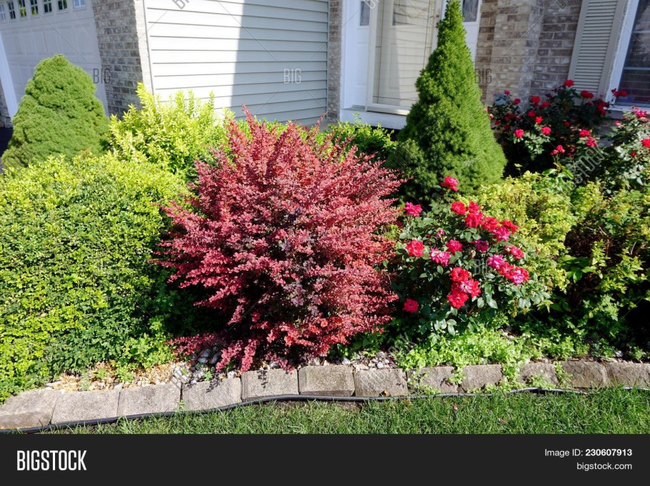 Forsythia Intermedia Живая изгородь