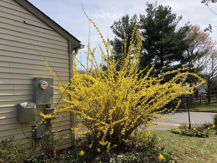 Барбарис Тунберга Эректа