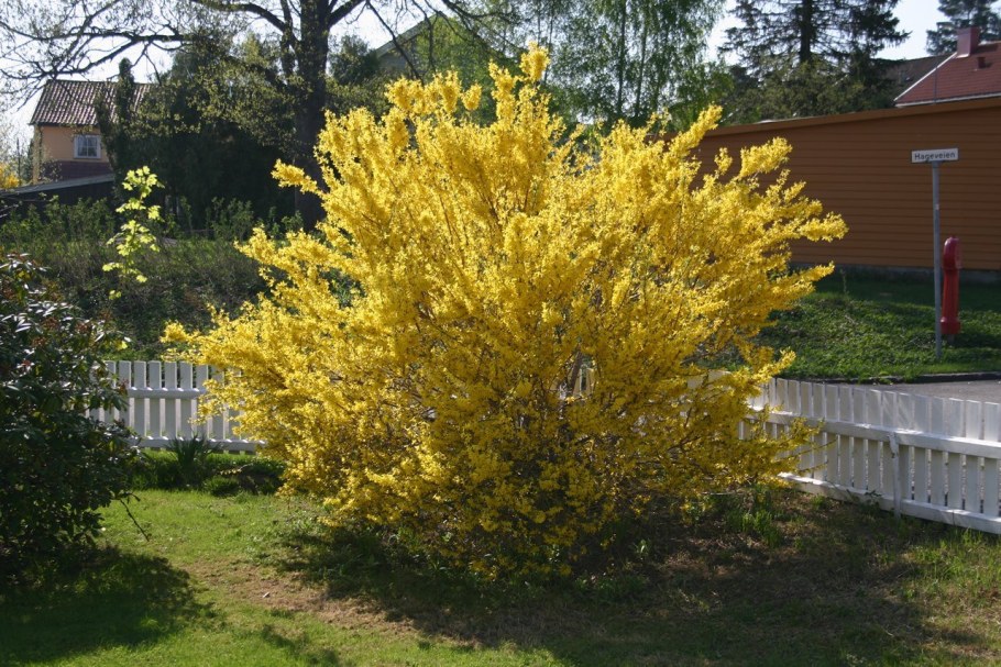 Самшит, гортензия, Барбарис