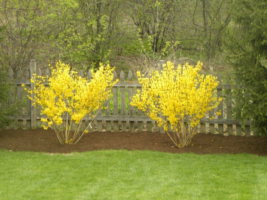 Сирень спирея бадан