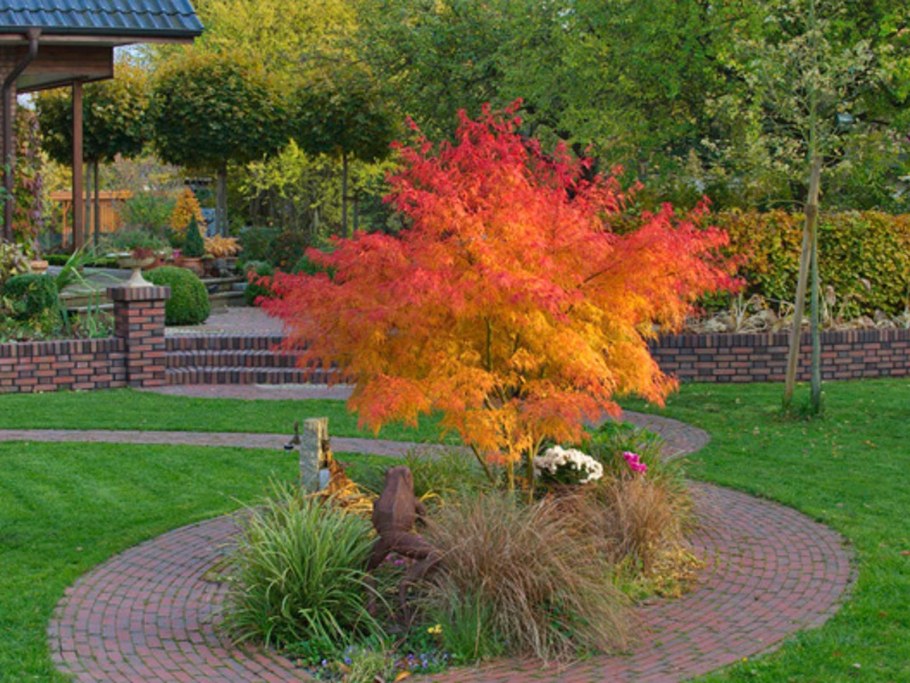 Миксбордер с барбарисом