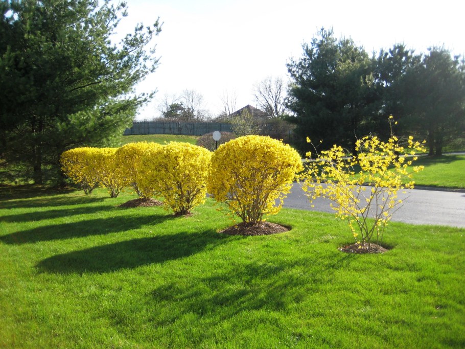 Форзиция и вейгела