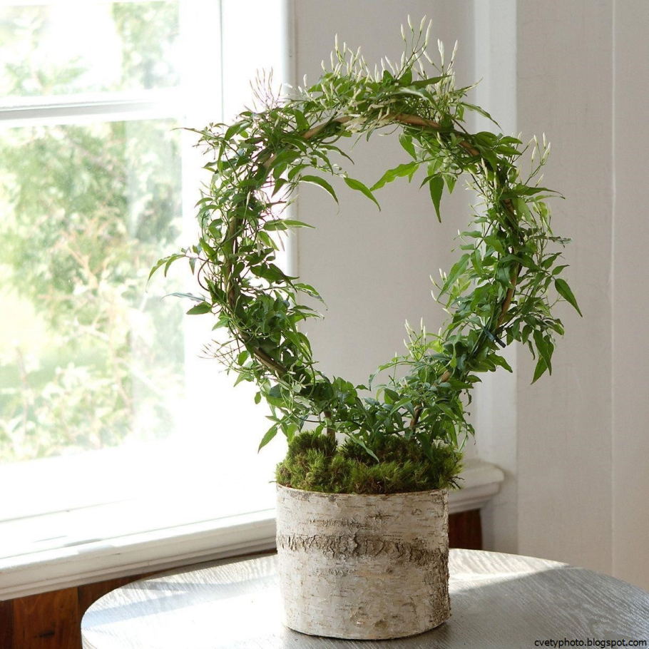 Вьюнок плющ комнатный