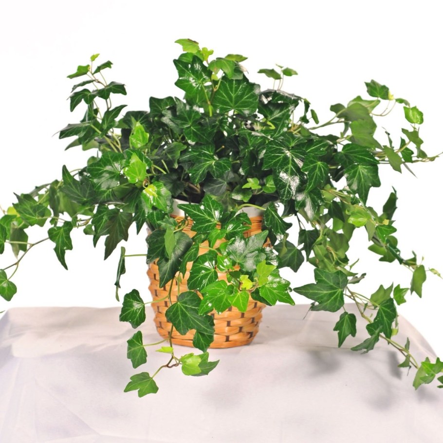 Плющ Хедера