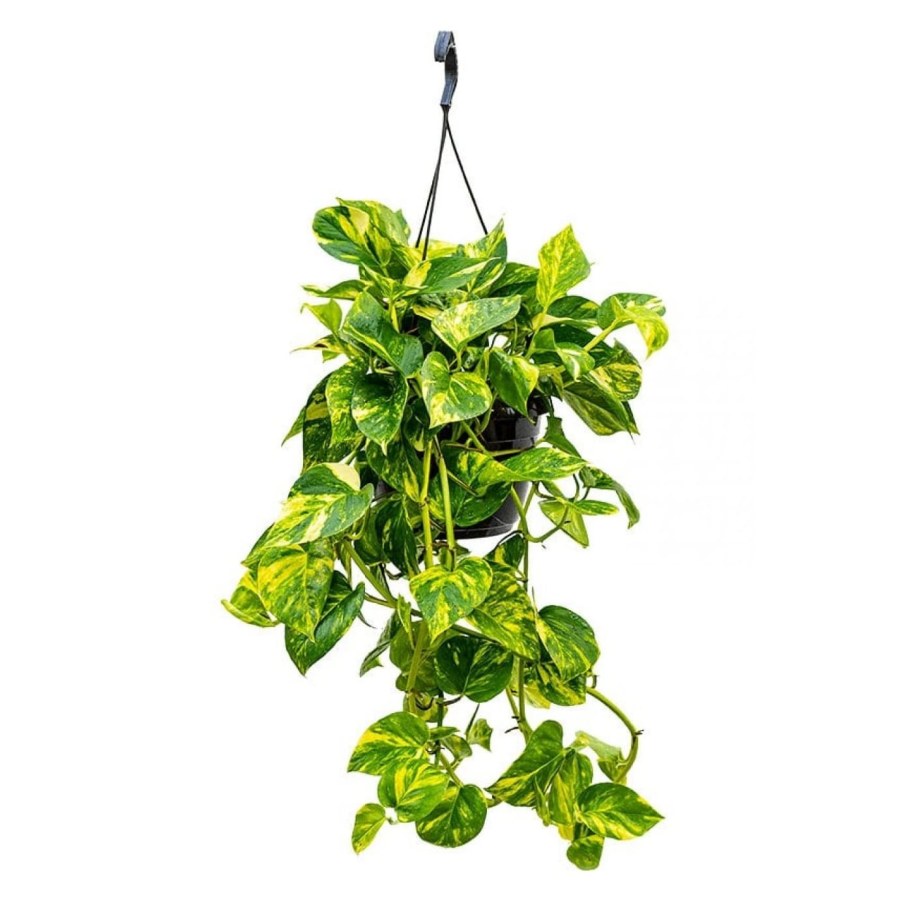 Сциндапсус Эпипремнум золотистый