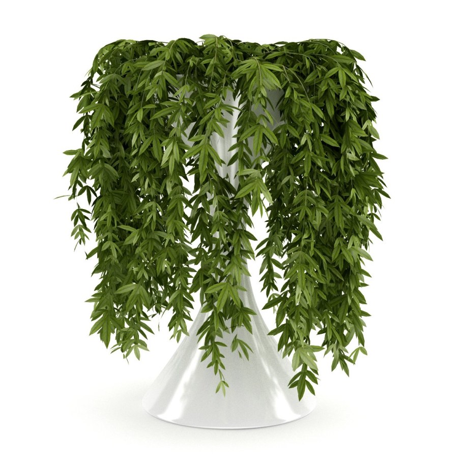 Плющ папоротник