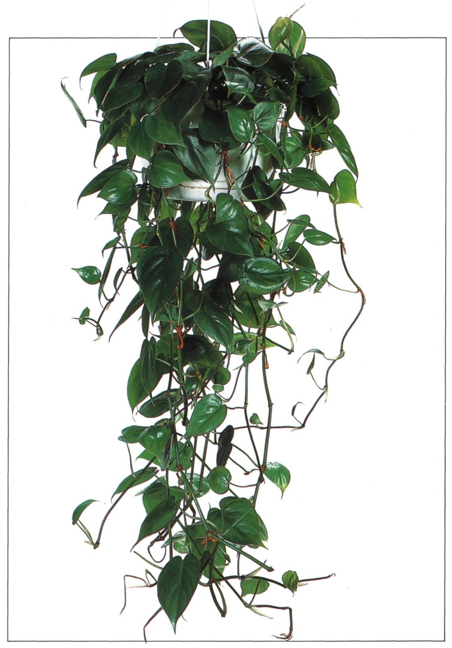 Филодендрон лазающий