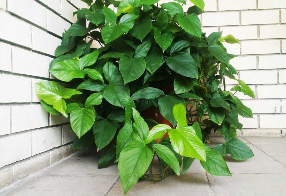 Филодендрон Андрианум