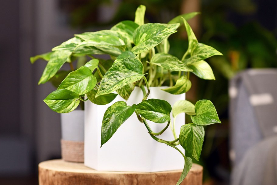 Эпипремнум болезни