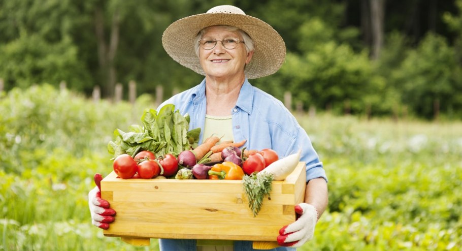 Огород летом