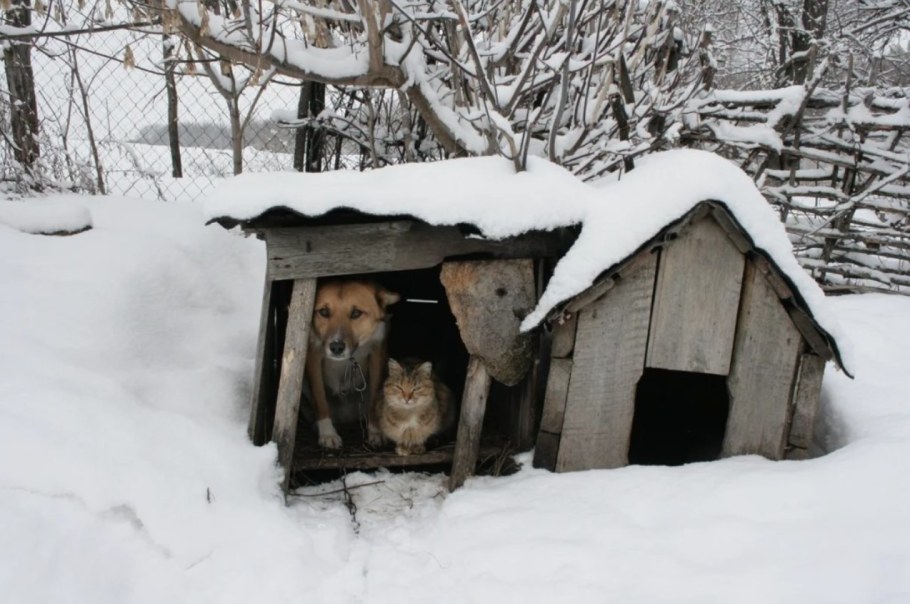 Кот и последняя в мире коробка