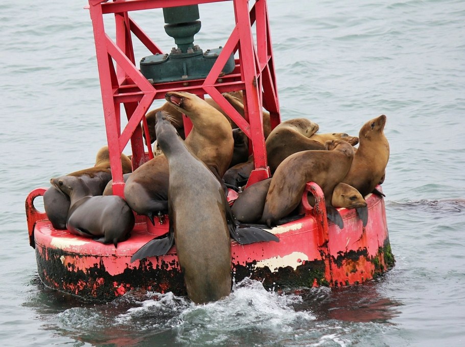 Прикольные щенки