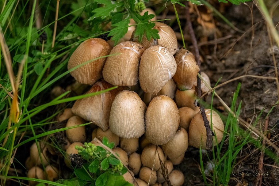 Белка с бельчатами