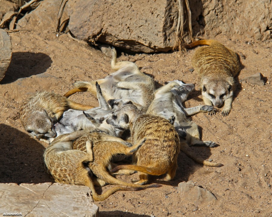 Микроквартиры Гонконга