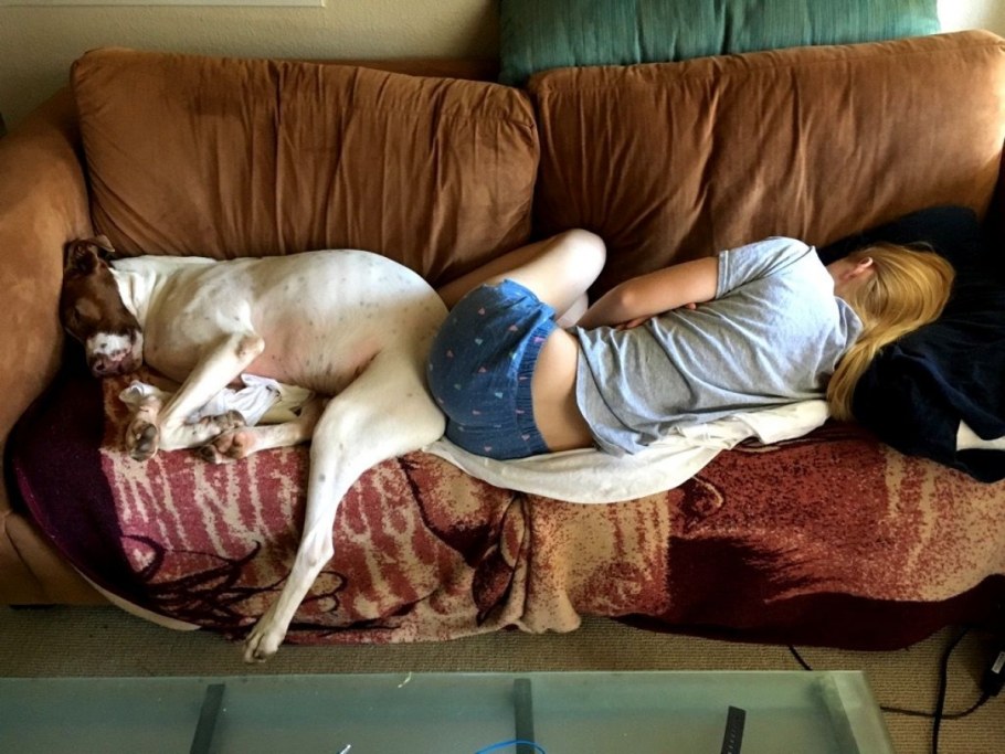 Кот в лотке прикол