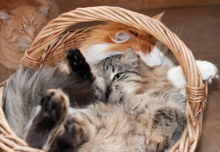 Фотоконкурс ко Дню кошек