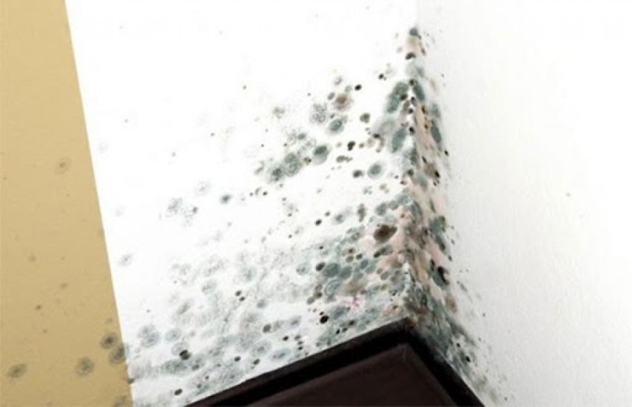 Избавиться от плесени в квартире