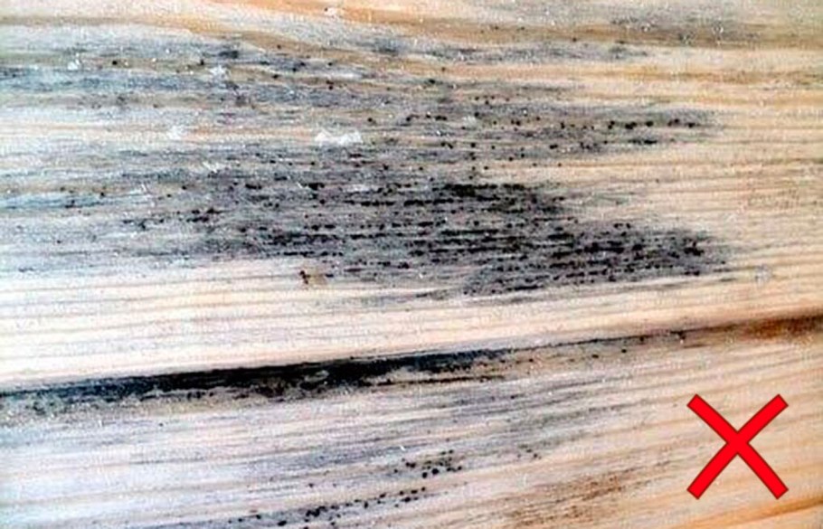 Отличие грибка от плесени