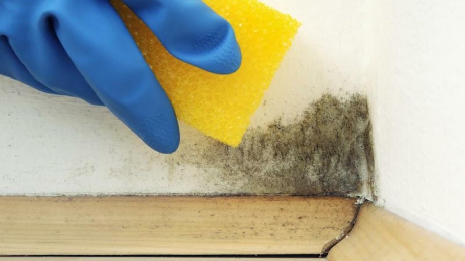 Грибок на стенах