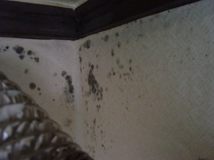 Средство против грибка на стенах