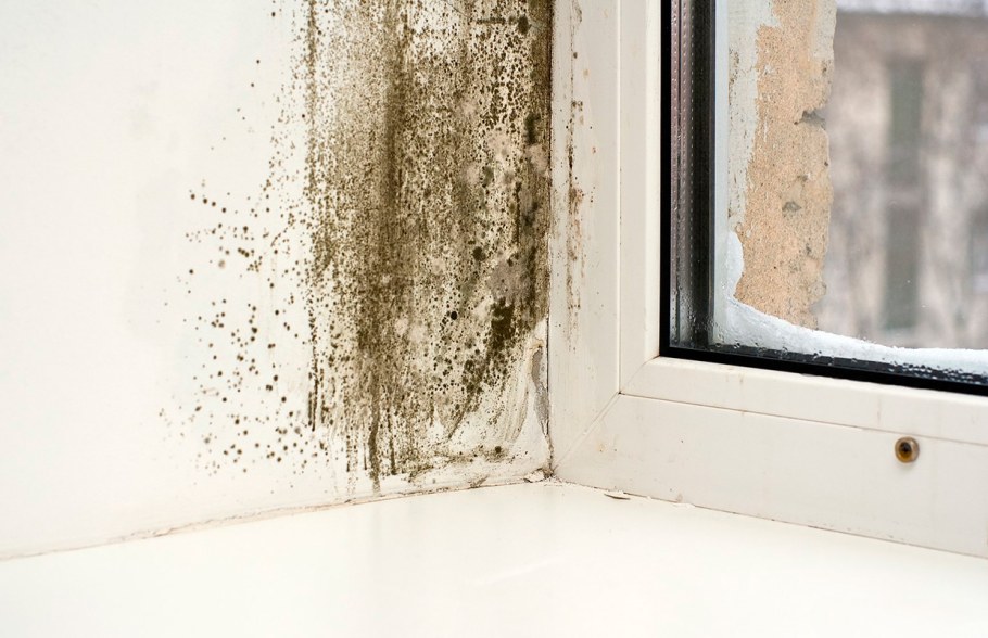 Средство от грибка на стенах