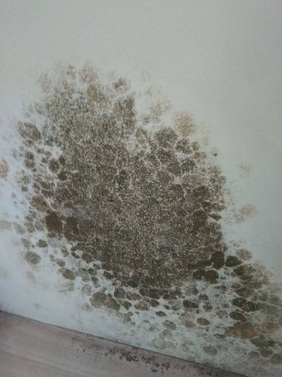 Грибок на стенах в квартире