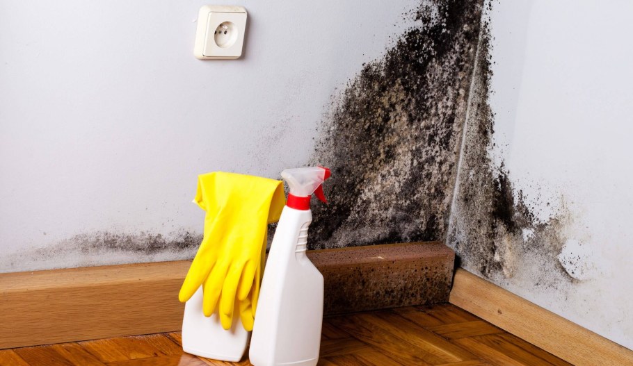 Обработка стен антиплесенью