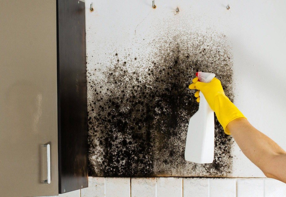 Чёрная плесень на стенах