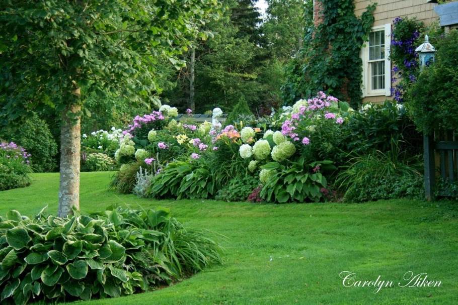 Спирея японская Голден карпет