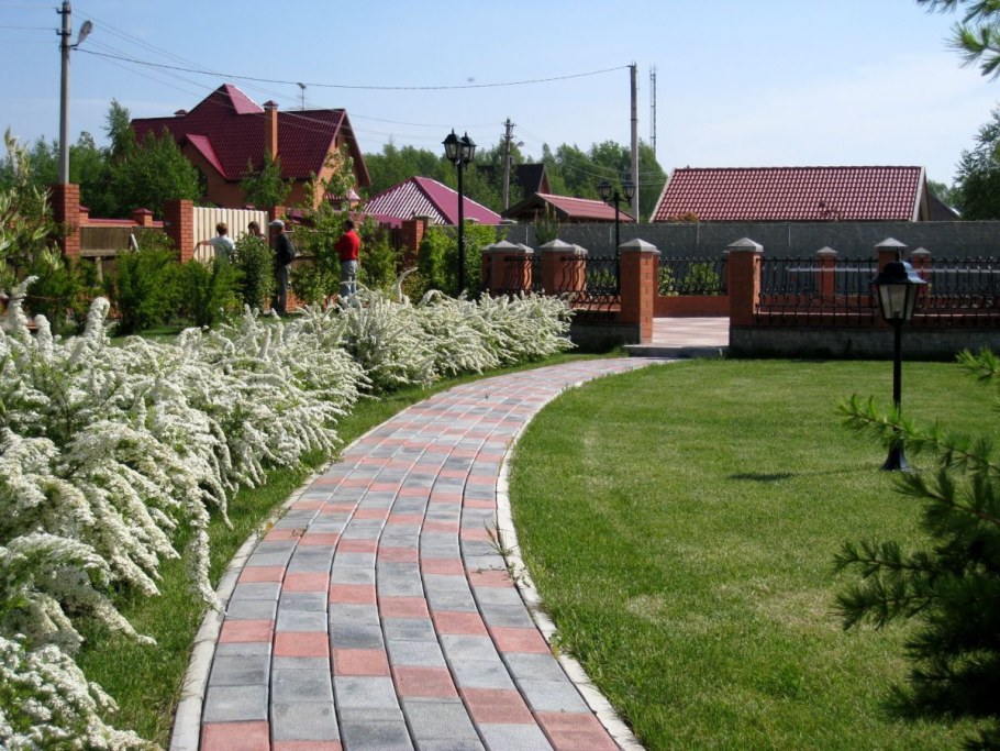 Спирея Вангутта с туями