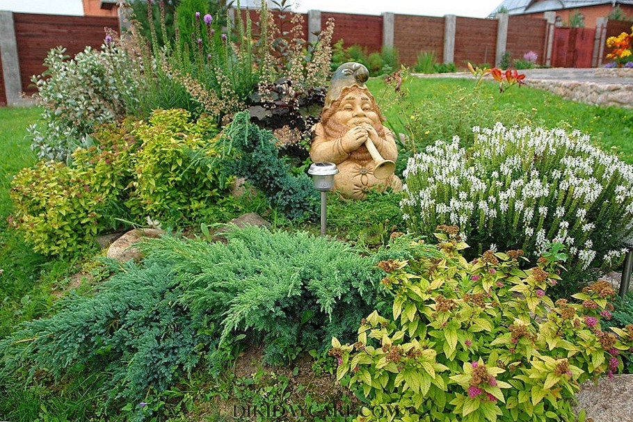 Спирея Вангутта Живая изгородь