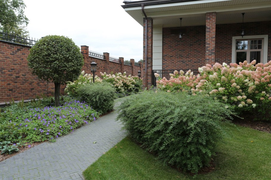 Барбарис Тунберга Атропурпуреа изгородь