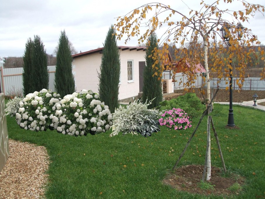 Дерен белый Живая изгородь