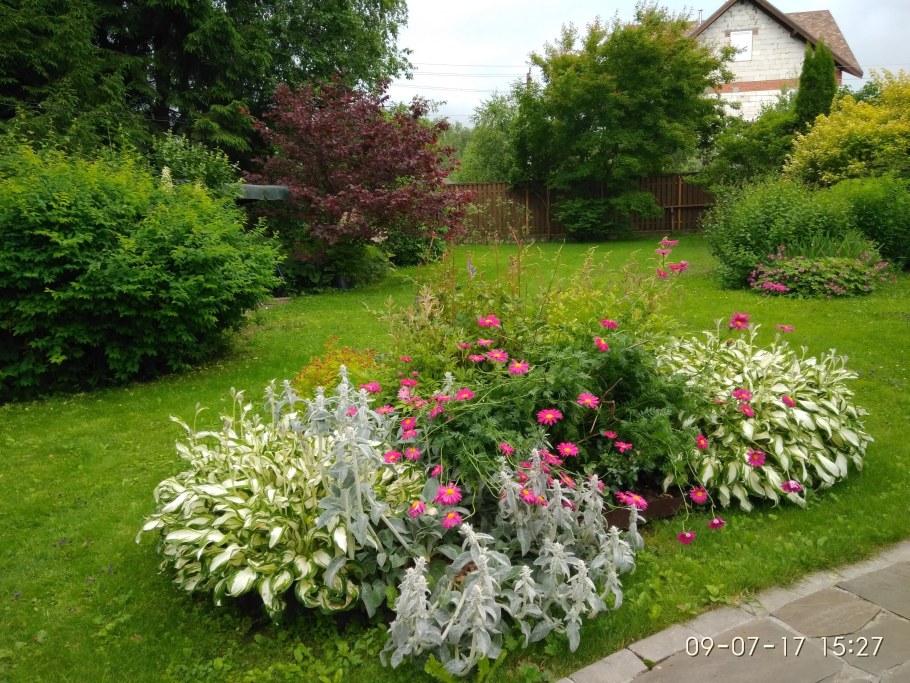 Барбарис Ауреа в ландшафтном