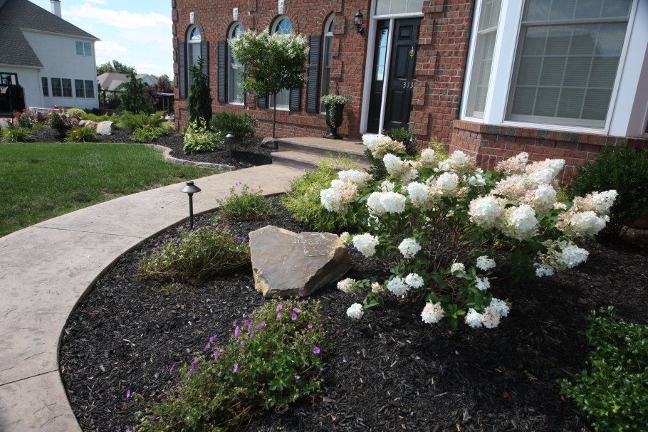 Туя Даника и Барбарис