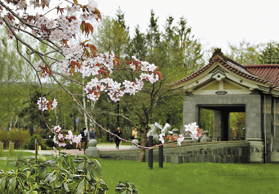 Южно-Сахалинск аллея Сакуры